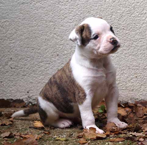 Darkenwald american bulldog